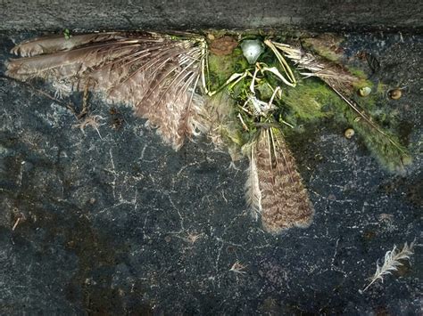 鳥死在屋頂|家裡出現死鳥 鳥死在院子裡是擋災